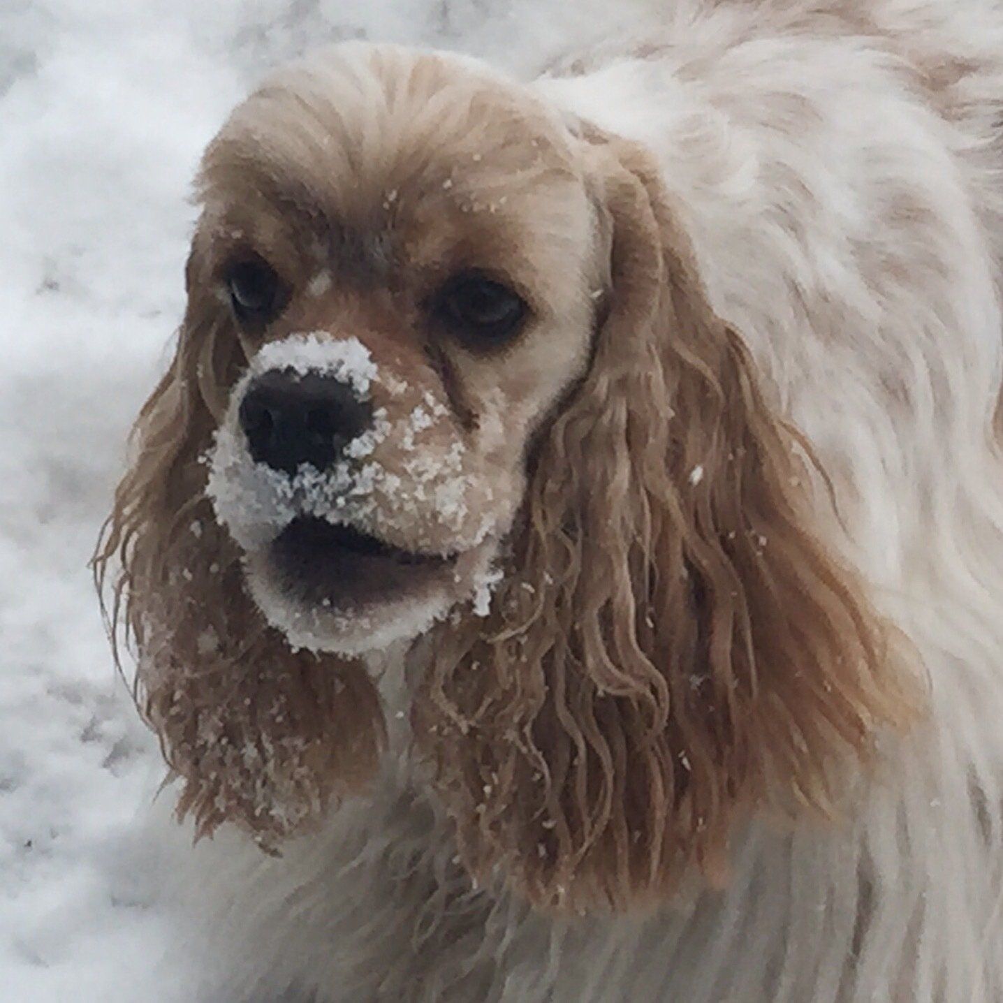 Gypsy Rose Pet Grooming Galley