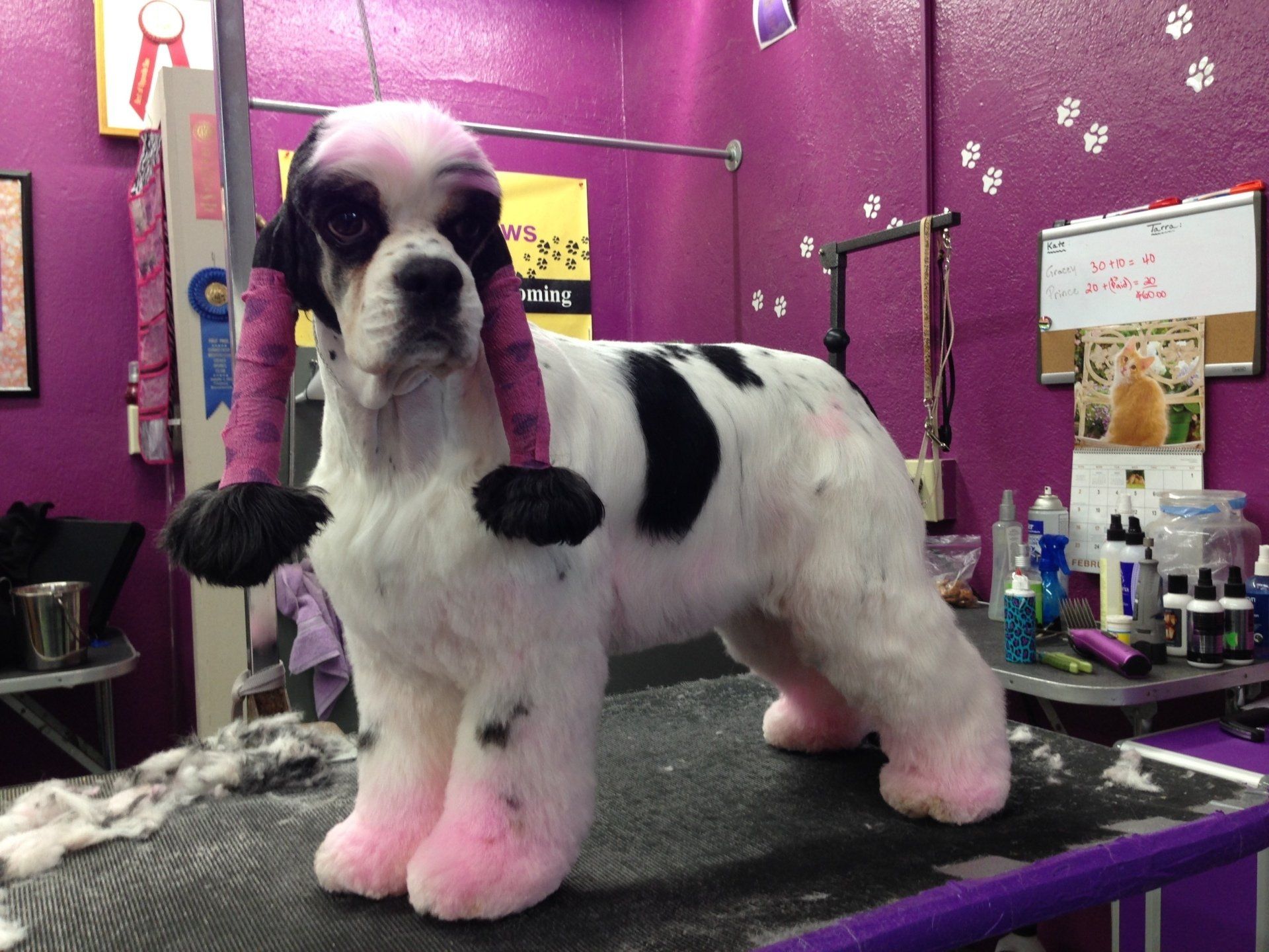 Gypsy Rose Pet Grooming Galley