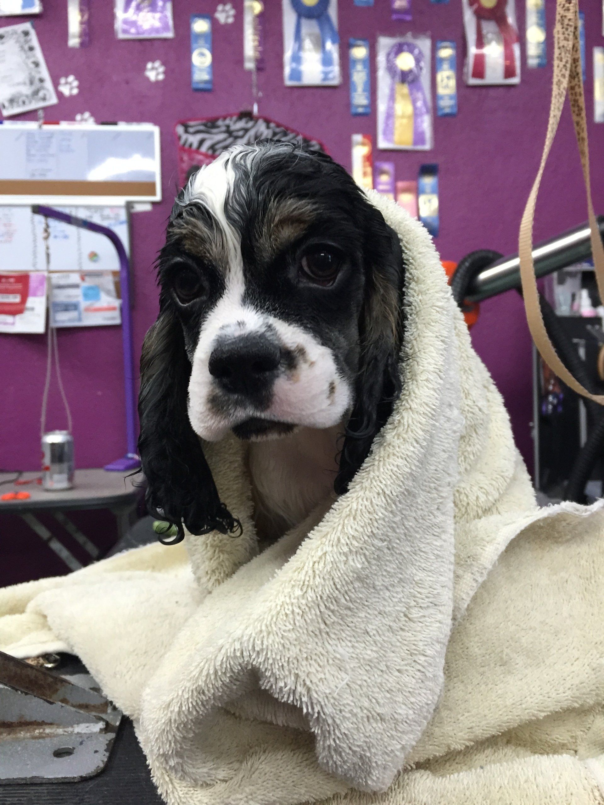 Gypsy Rose Pet Grooming Galley