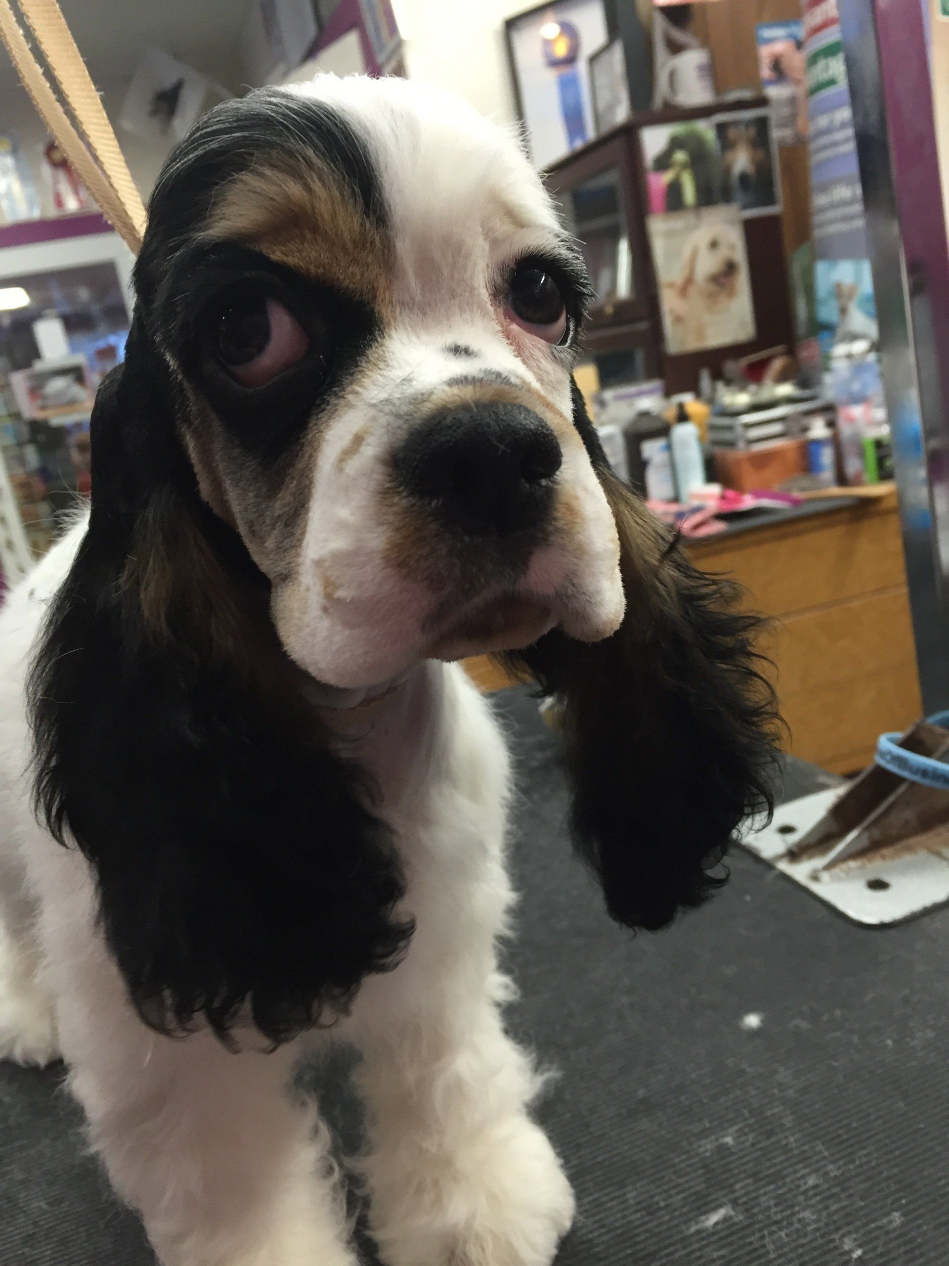 Gypsy Rose Pet Grooming Galley