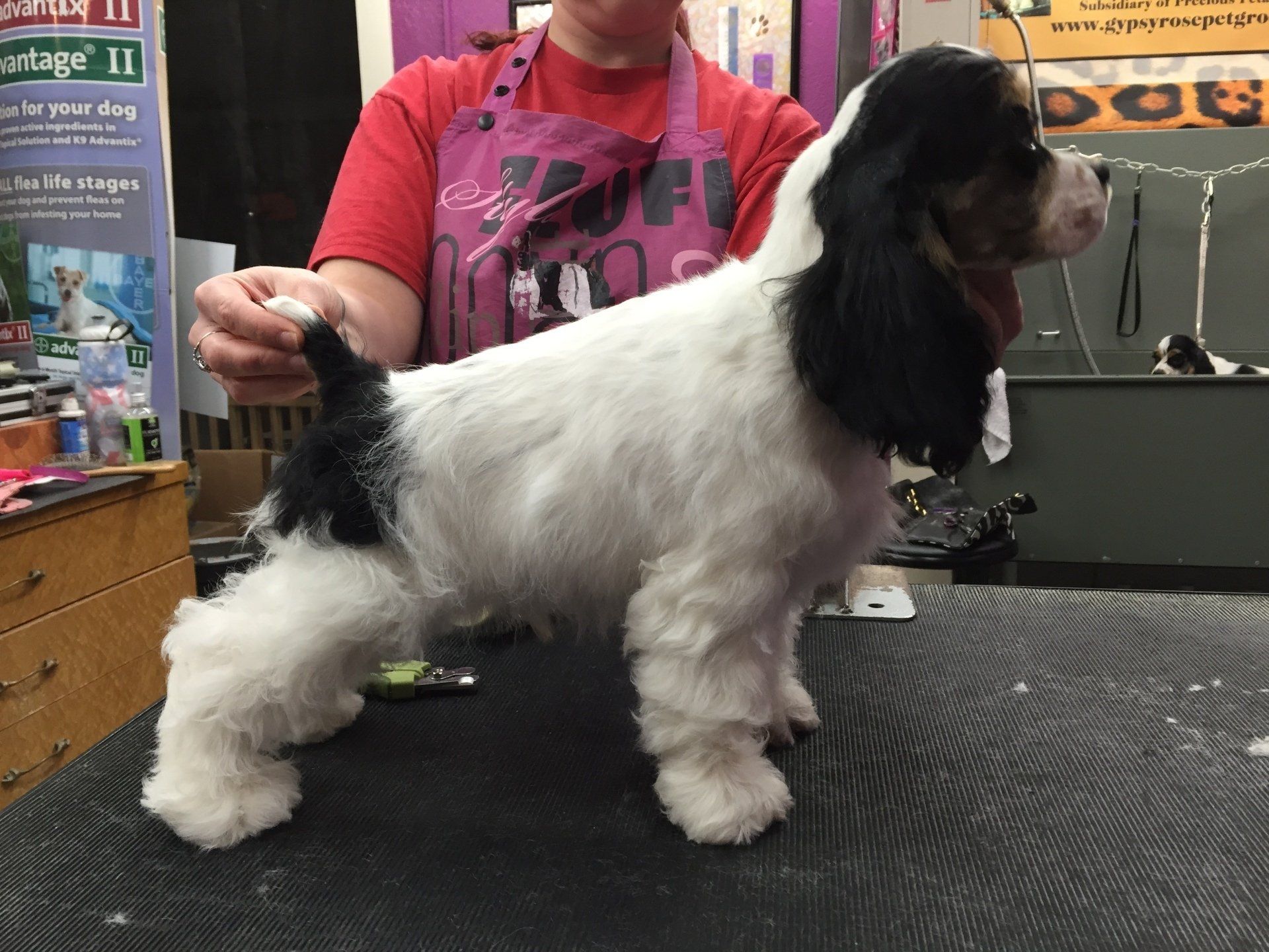 Gypsy Rose Pet Grooming Galley