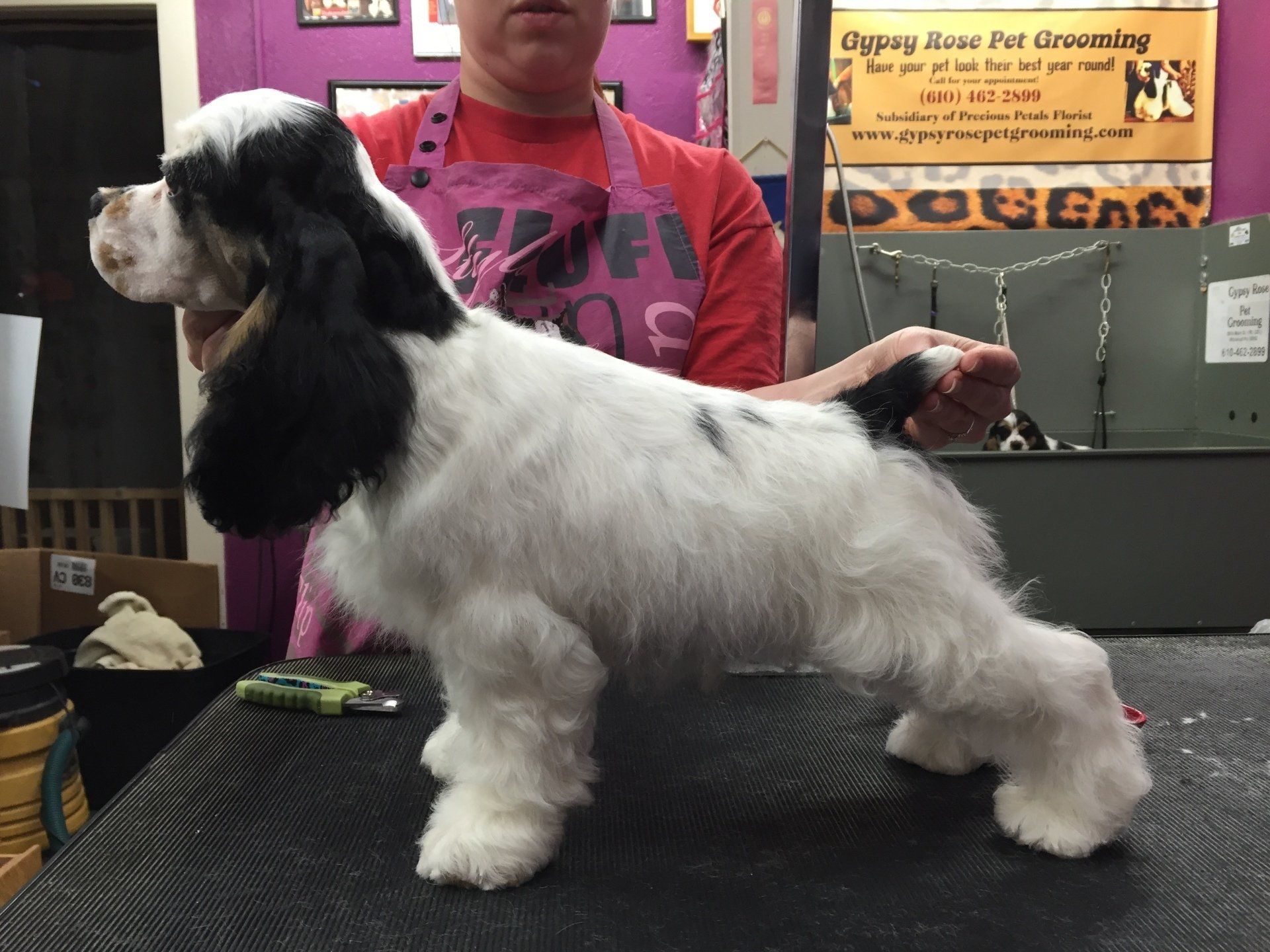 Gypsy Rose Pet Grooming Galley