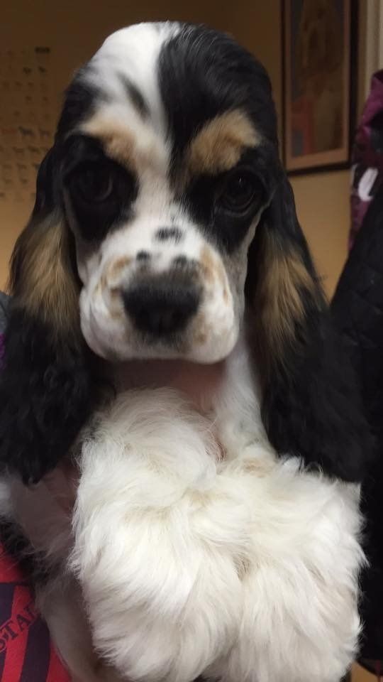 Gypsy Rose Pet Grooming Galley