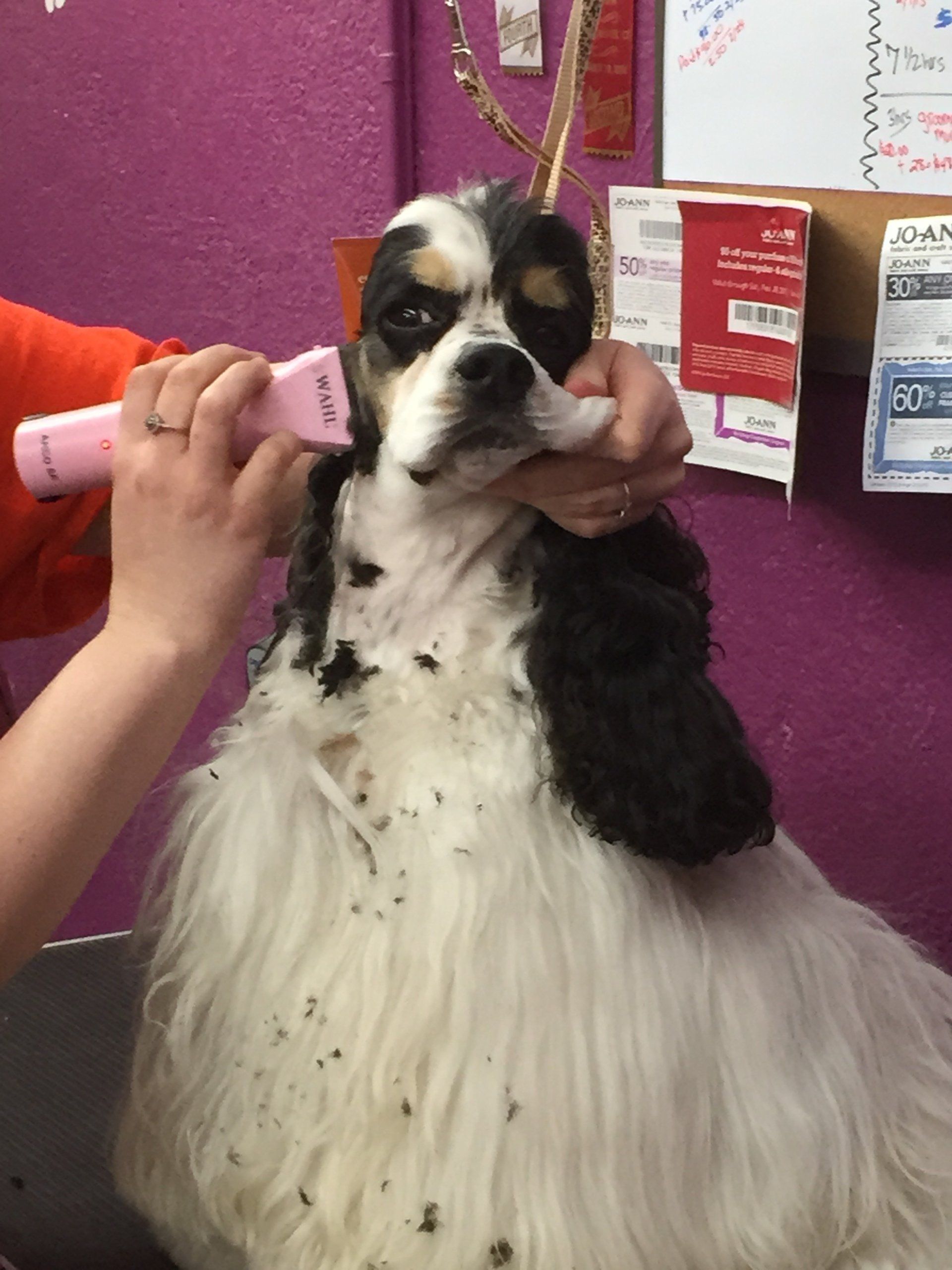 Gypsy Rose Pet Grooming Galley