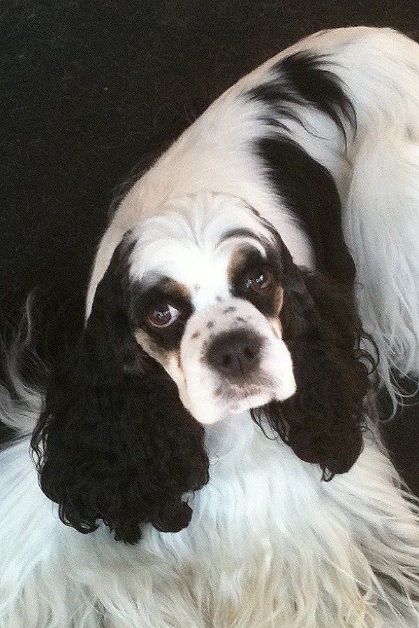 Gypsy Rose Pet Grooming Galley