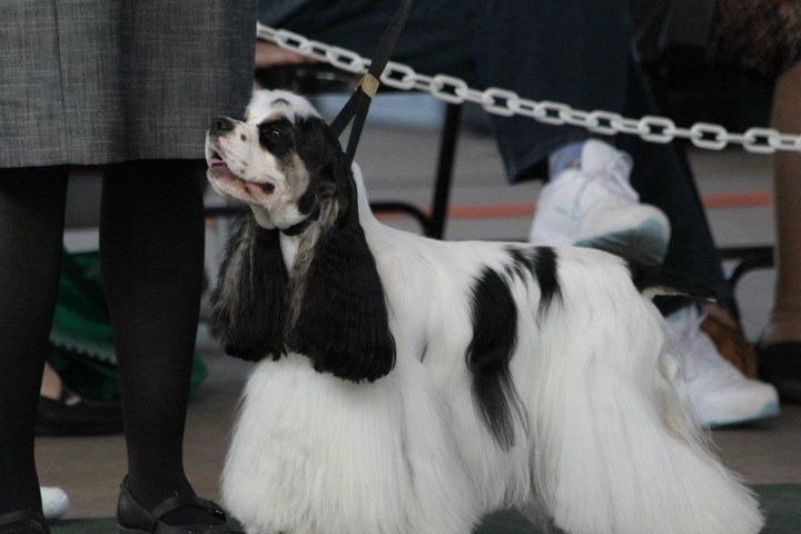 Gypsy Rose Pet Grooming Galley