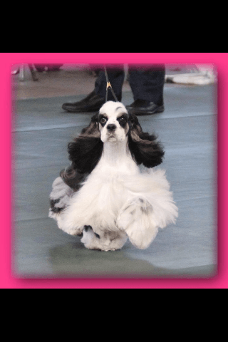 Gypsy Rose Pet Grooming Galley