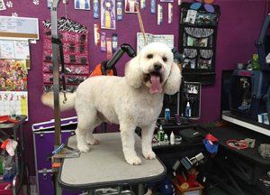 Gypsy Rose Pet Grooming Galley
