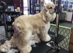 Gypsy Rose Pet Grooming Galley