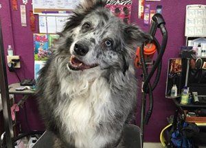 Gypsy Rose Pet Grooming Galley