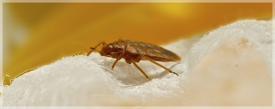Bed Bug