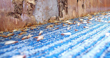 Termites
