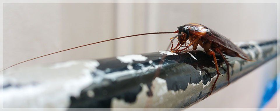 Cockroach