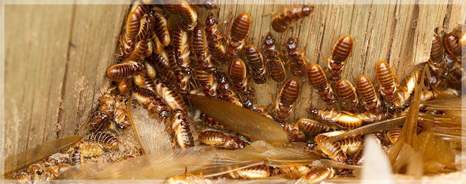 Termites