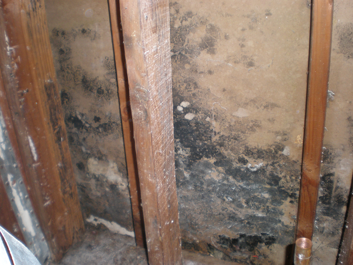 Mold cleaning and restoration services