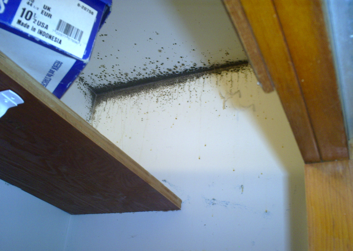 Mold cleaning and restoration services