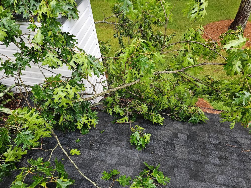 Tree branch on a dark shingled roof, next to a white house wall. Green leaves and a grassy background.