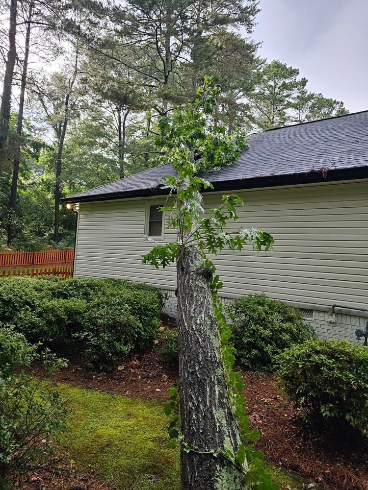 Tree leaning against a house's roof. The tree trunk has moss. Lush green shrubs and a small window are visible.