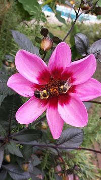 A close up of a pink flower with a bee on it.