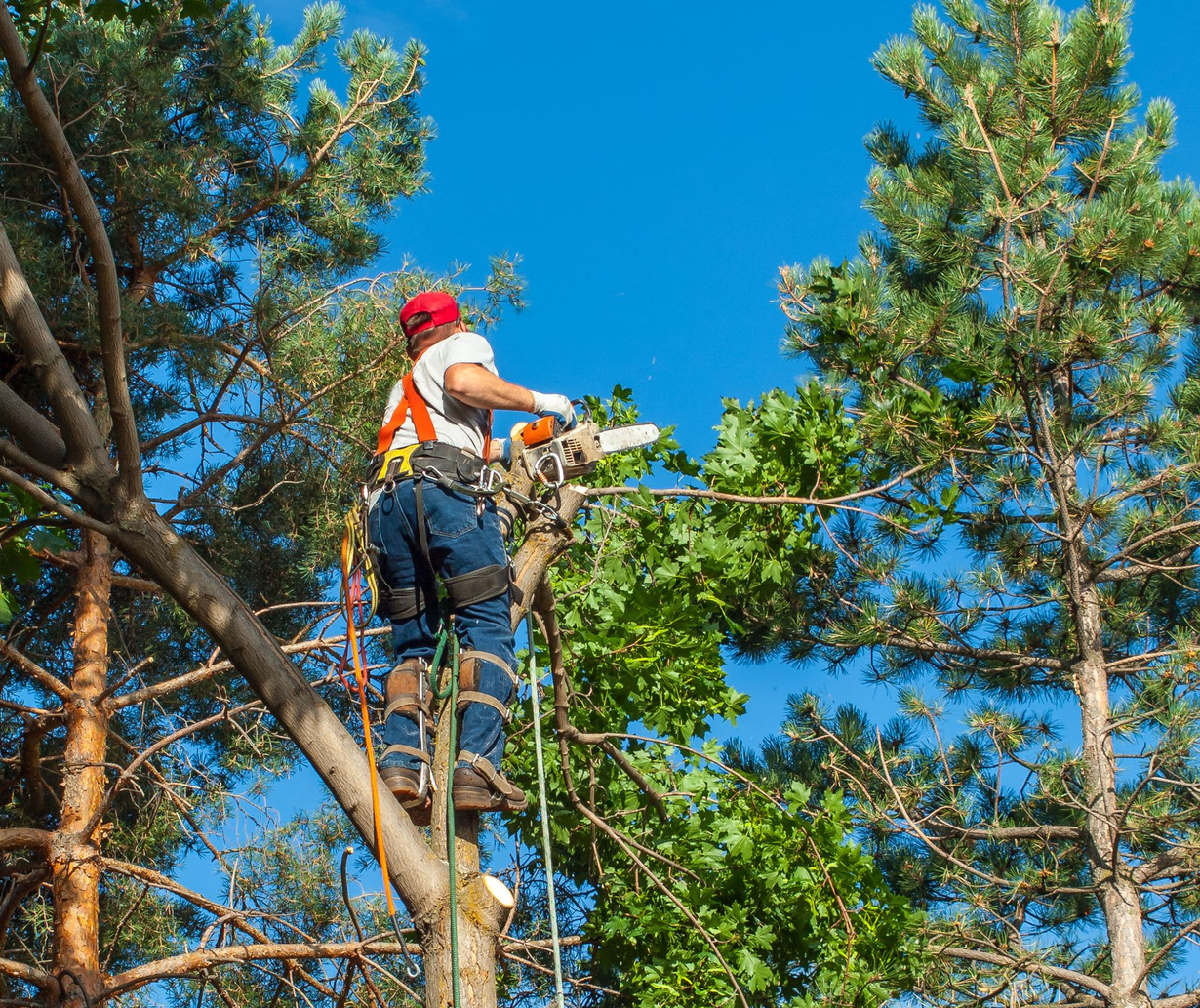 Worker in safety gear using a chainsaw while standing on a tree trunk in a forest