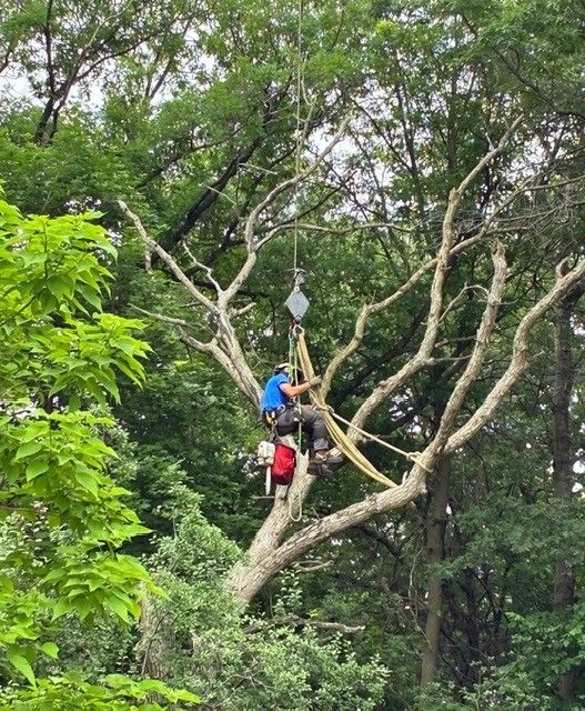 Two people in harnesses zipline through a forest canopy, one in blue and one in red.