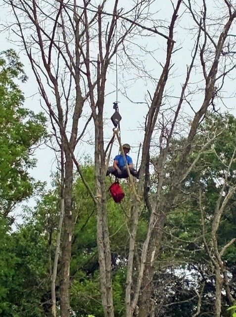 Person in a blue shirt and red pants sitting high in a bare tree against a green background.