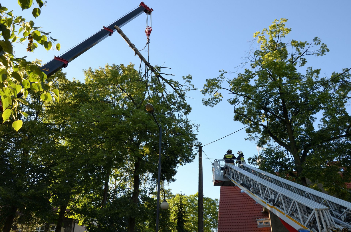 Two fire trucks extend ladders above trees, with firefighters working near a building roof.