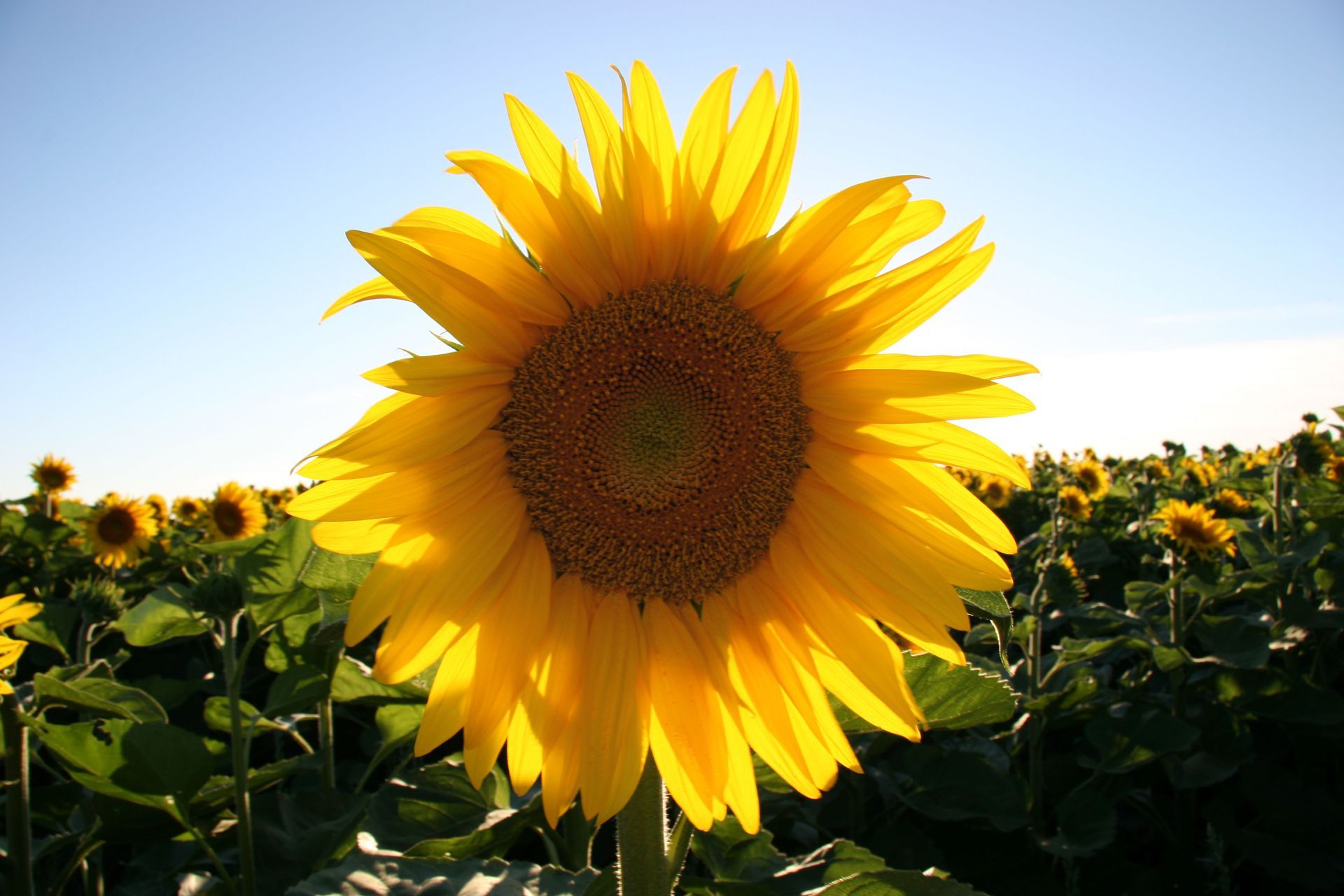 organic sunflower lecithin