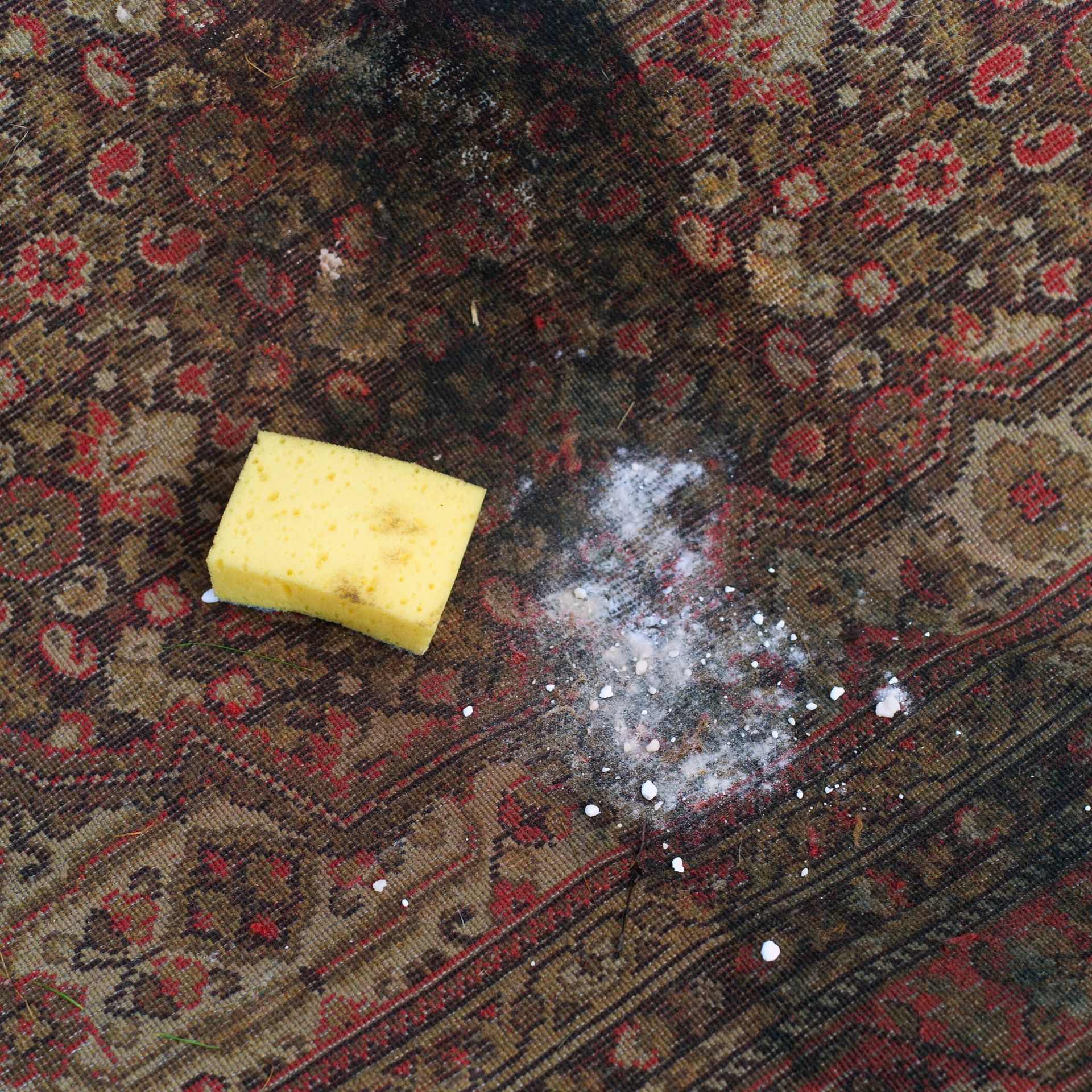 Carpet mold after water damage in home