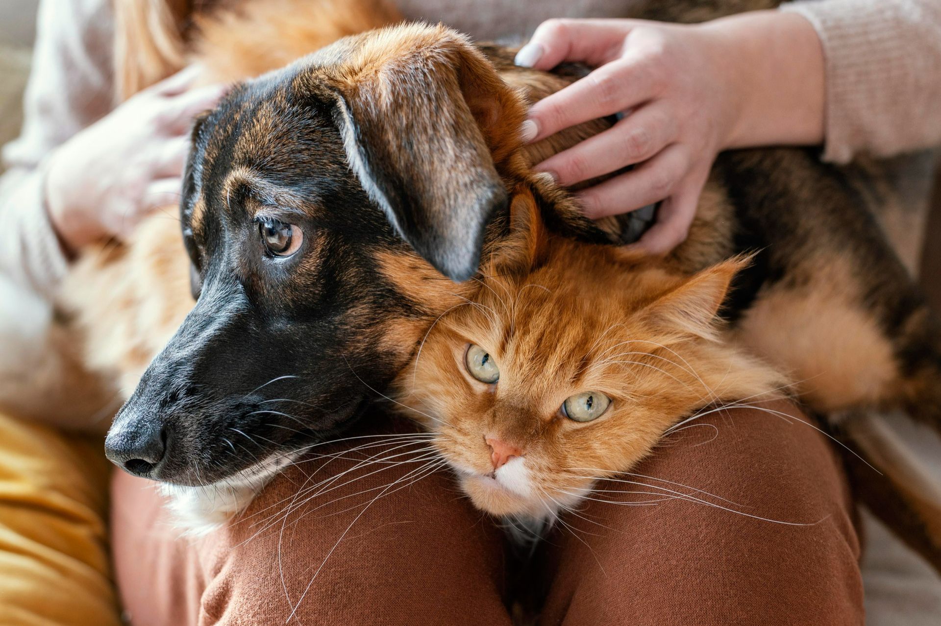 Dog and orange cat snuggled together on a lap, with hands gently petting them