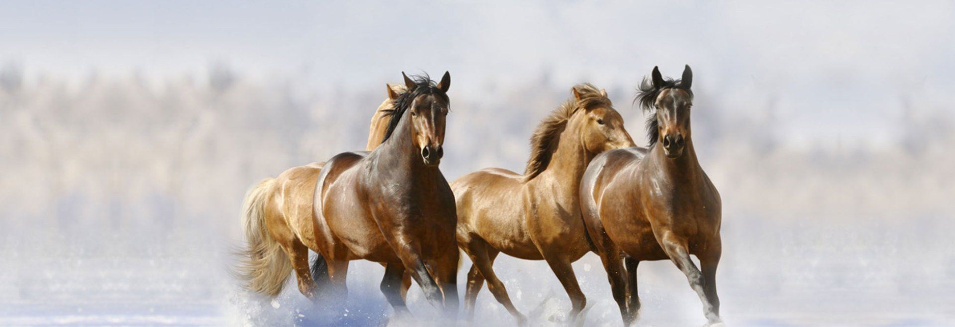 High Horse Stables Horse Boarding and Breeding Manhattan