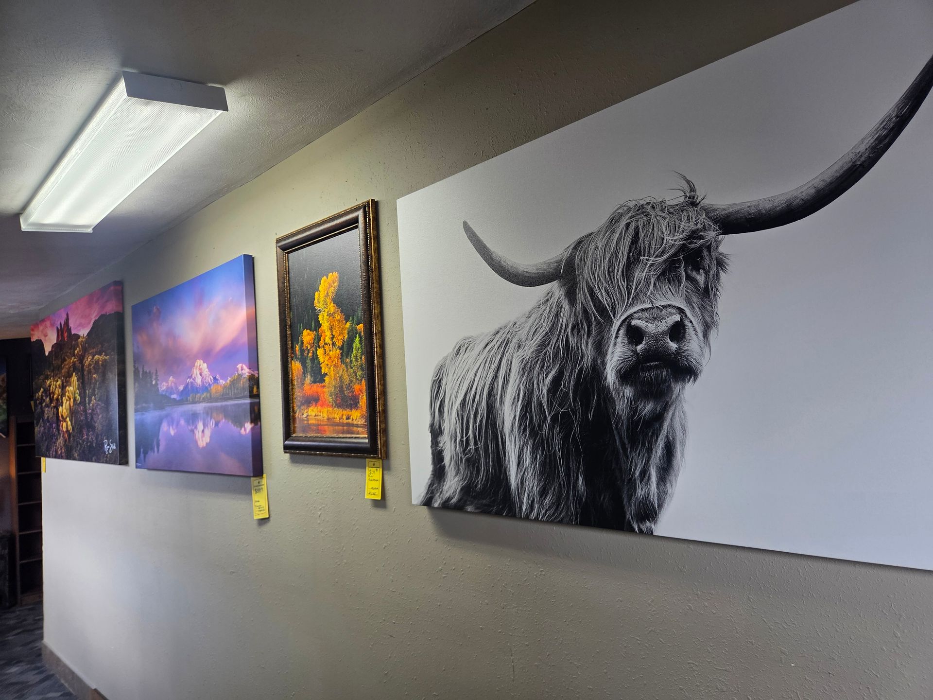 Paintings on a wall: landscapes and a black and white image of a Highland cow.