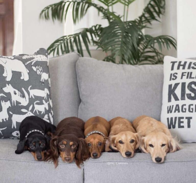 Five dachshunds lie side-by-side on a gray couch, heads down.