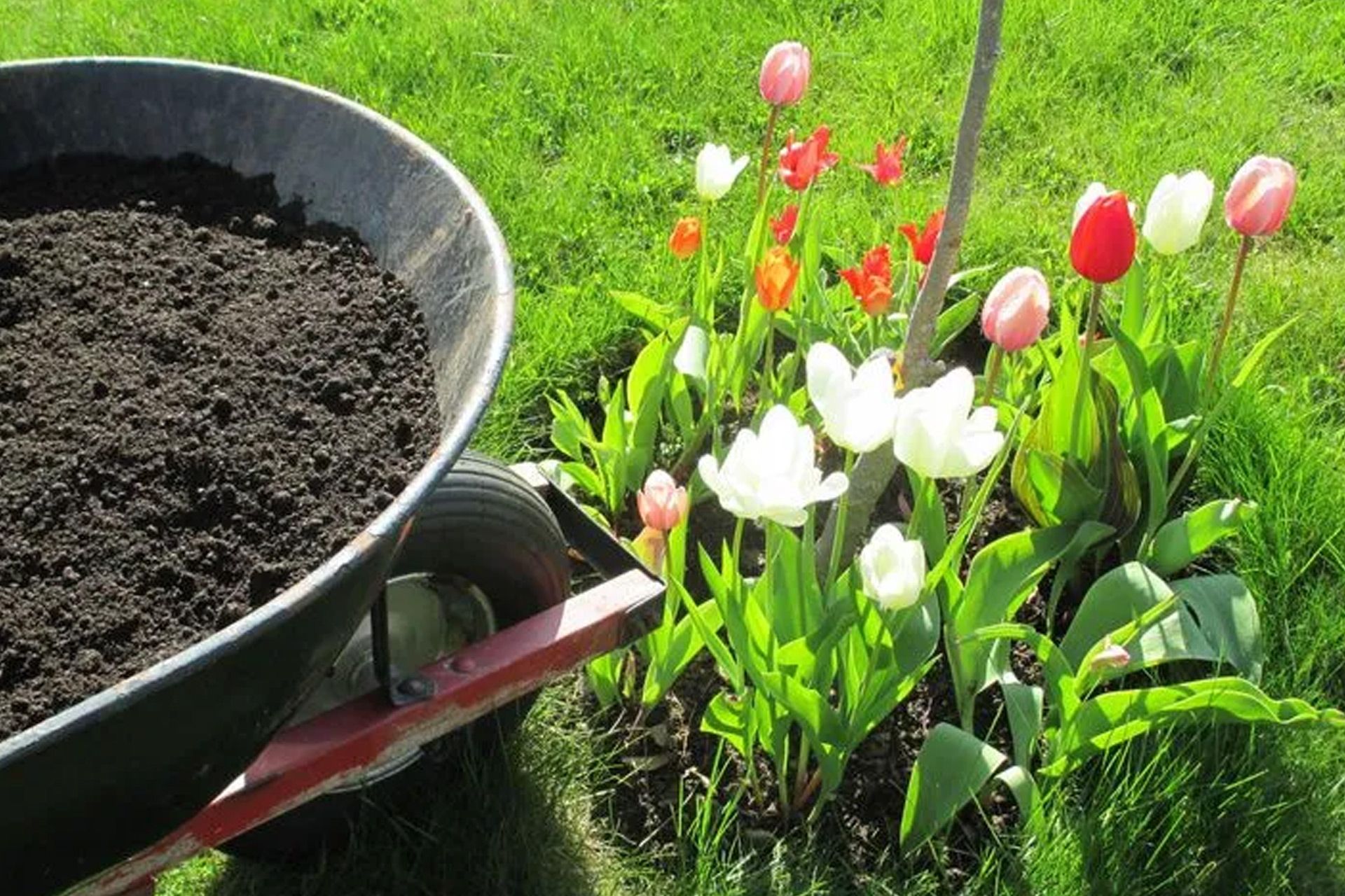 A wheelbarrow is filled with dirt next to a flower bed