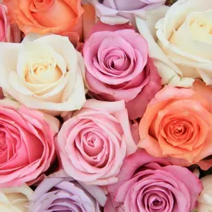 Close-up of a bouquet of roses in various colors: pink, orange, white, and purple.