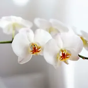 White orchids with orange and yellow centers in full bloom.