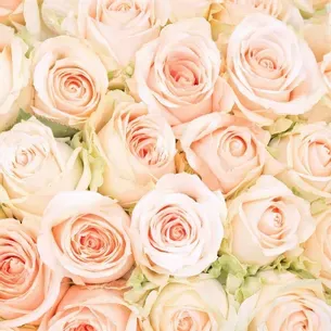 Close-up of a bouquet of light peach and cream-colored roses.