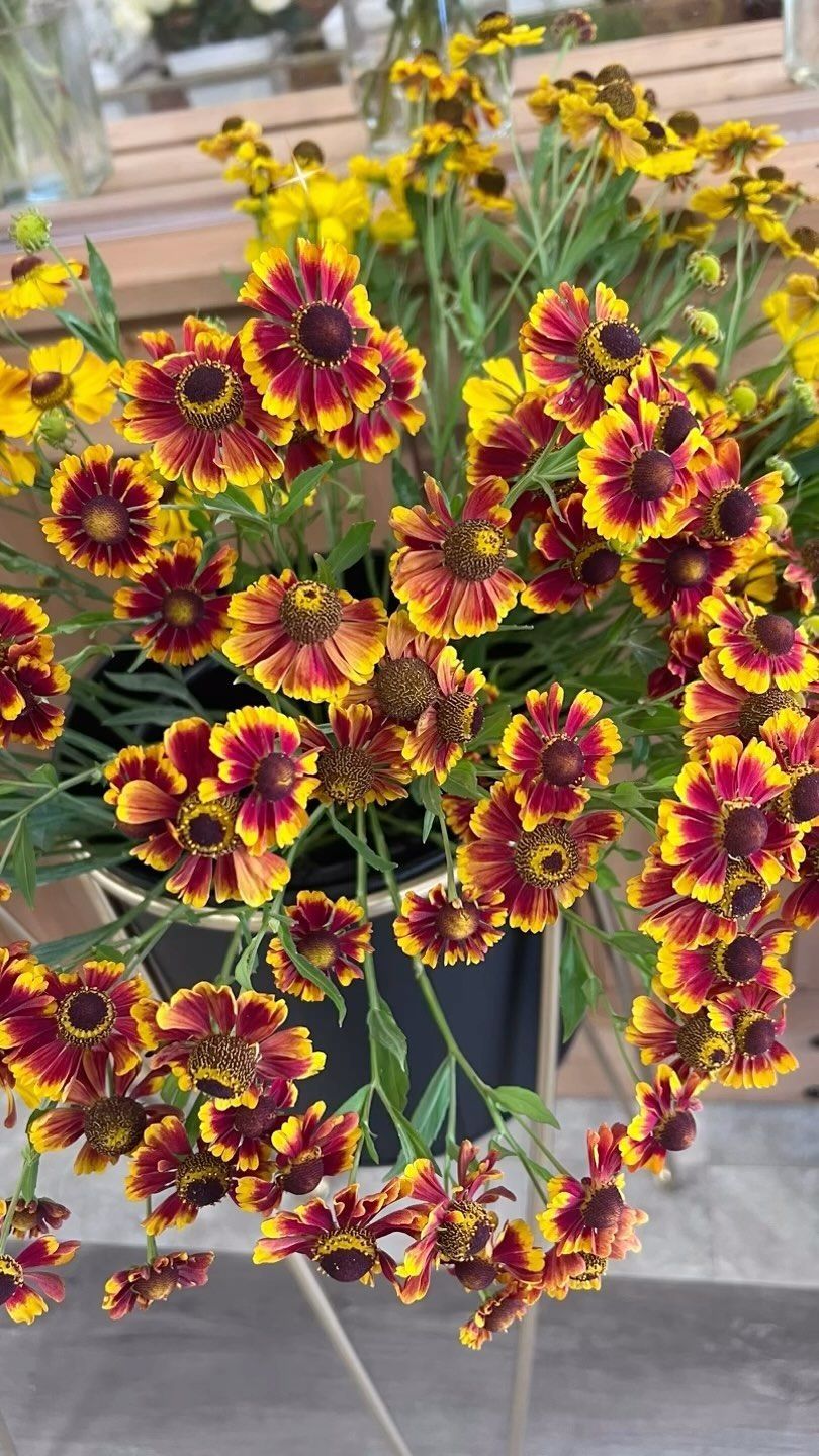 A close up of a bunch of yellow and red flowers in a pot.