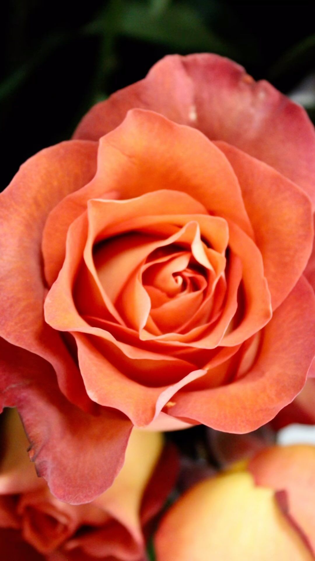 A close up of an orange rose with a black background