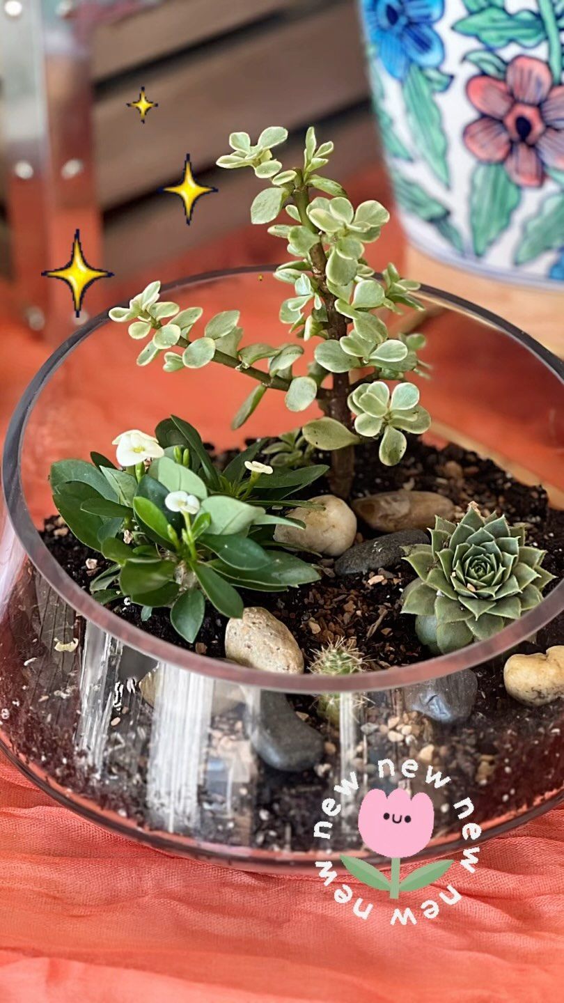 A glass bowl filled with plants and rocks on a table.