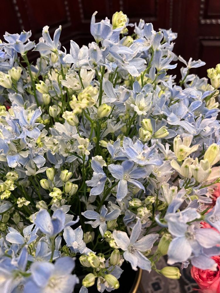 Close-up of a bouquet of light blue and cream delphiniums. The flowers are densely packed together.