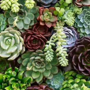 Close-up of a variety of colorful succulents in various shapes and shades of green, purple, and burgundy.