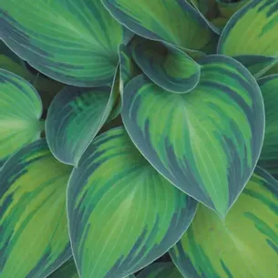 Close-up of heart-shaped hosta leaves, dark green edges, and yellow-green centers.