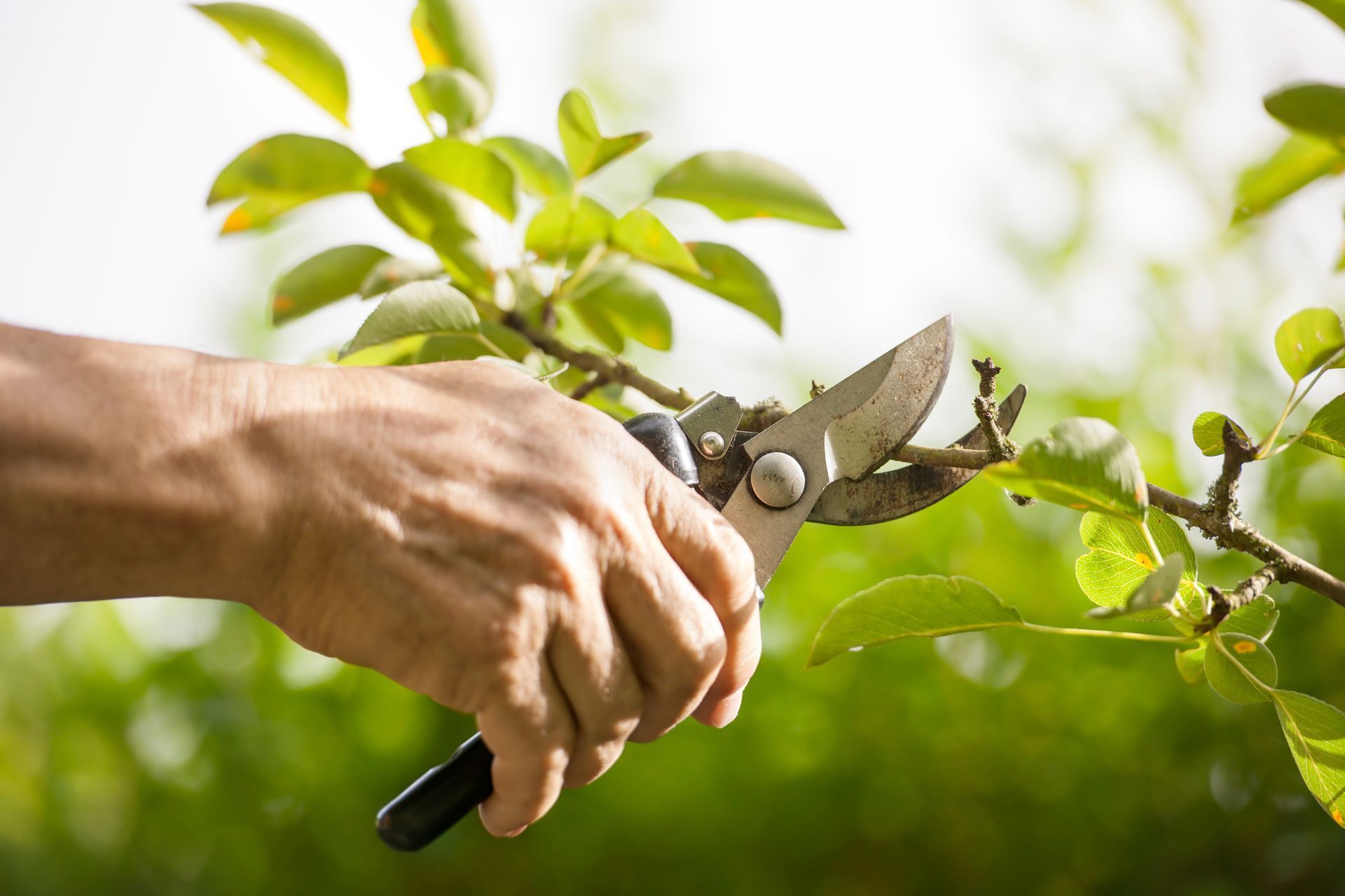 Hand pruning a leafy tree branch with garden shears.