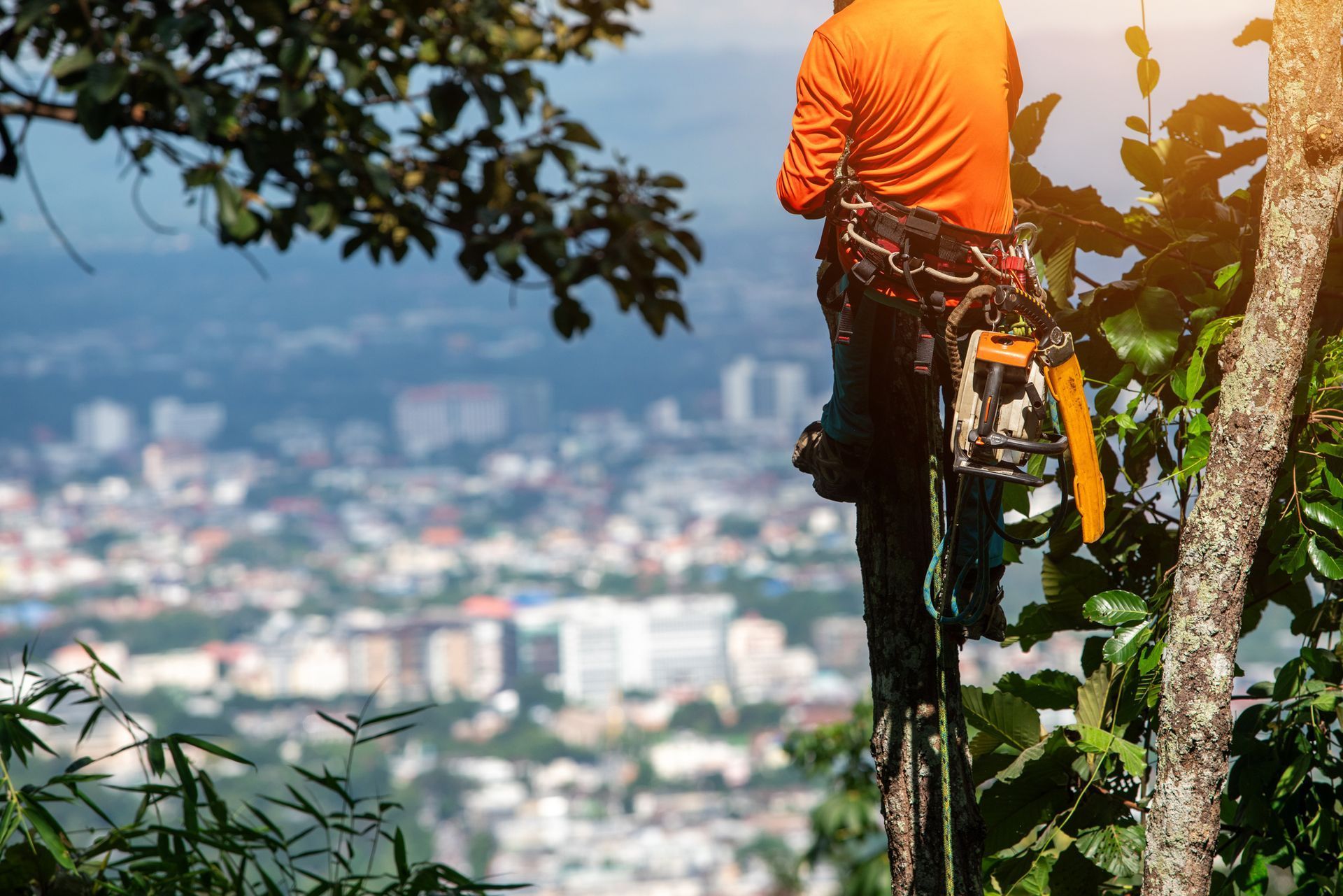 Tree worker in orange shirt uses a chainsaw on a tree with a cityscape in the background.