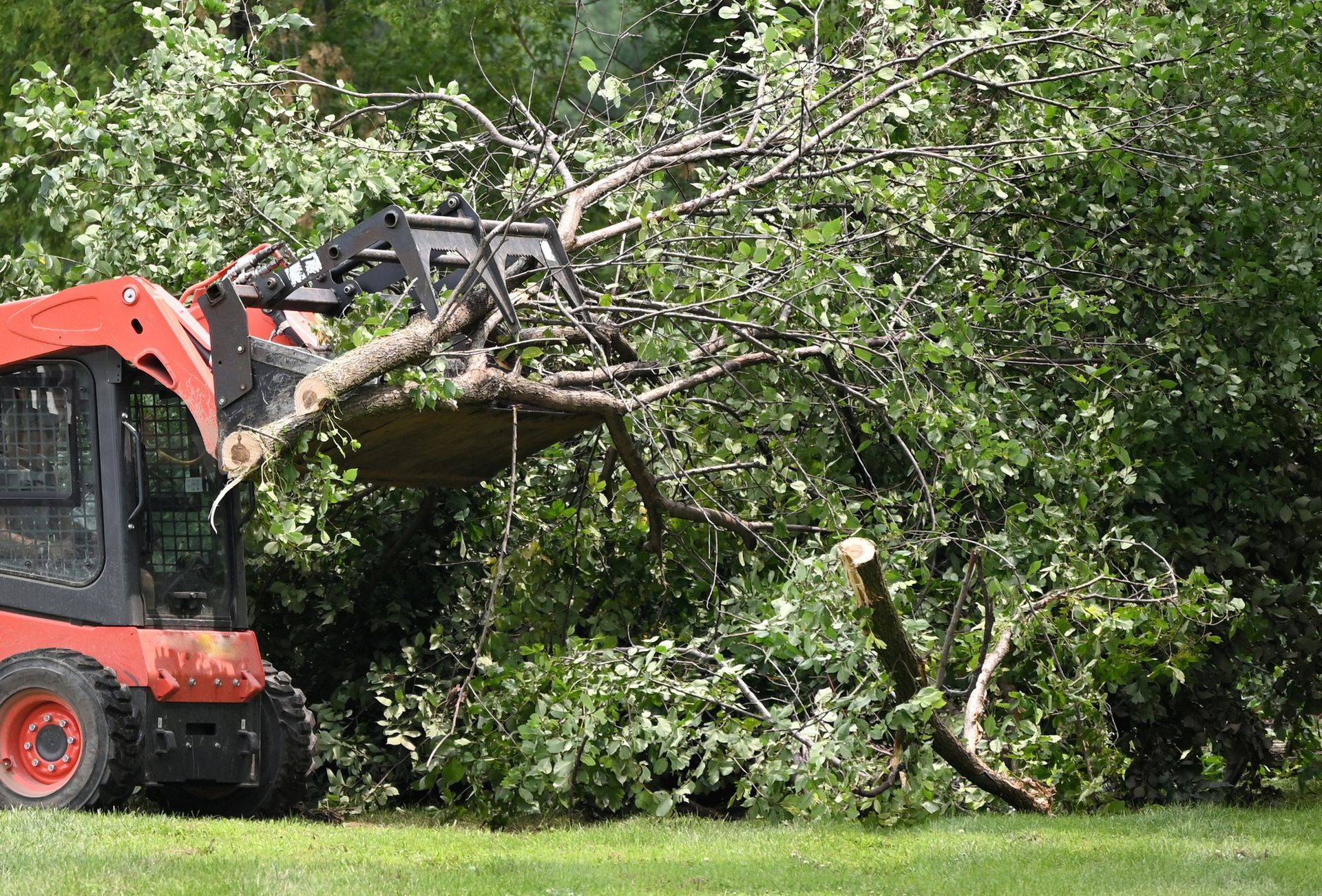Red skid steer lifting tree branches.