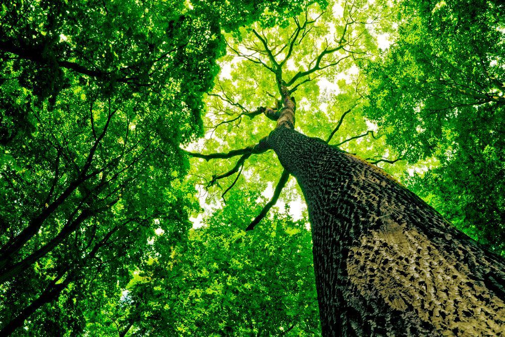 Tall tree trunk reaching up into a canopy of green leaves, view from below.
