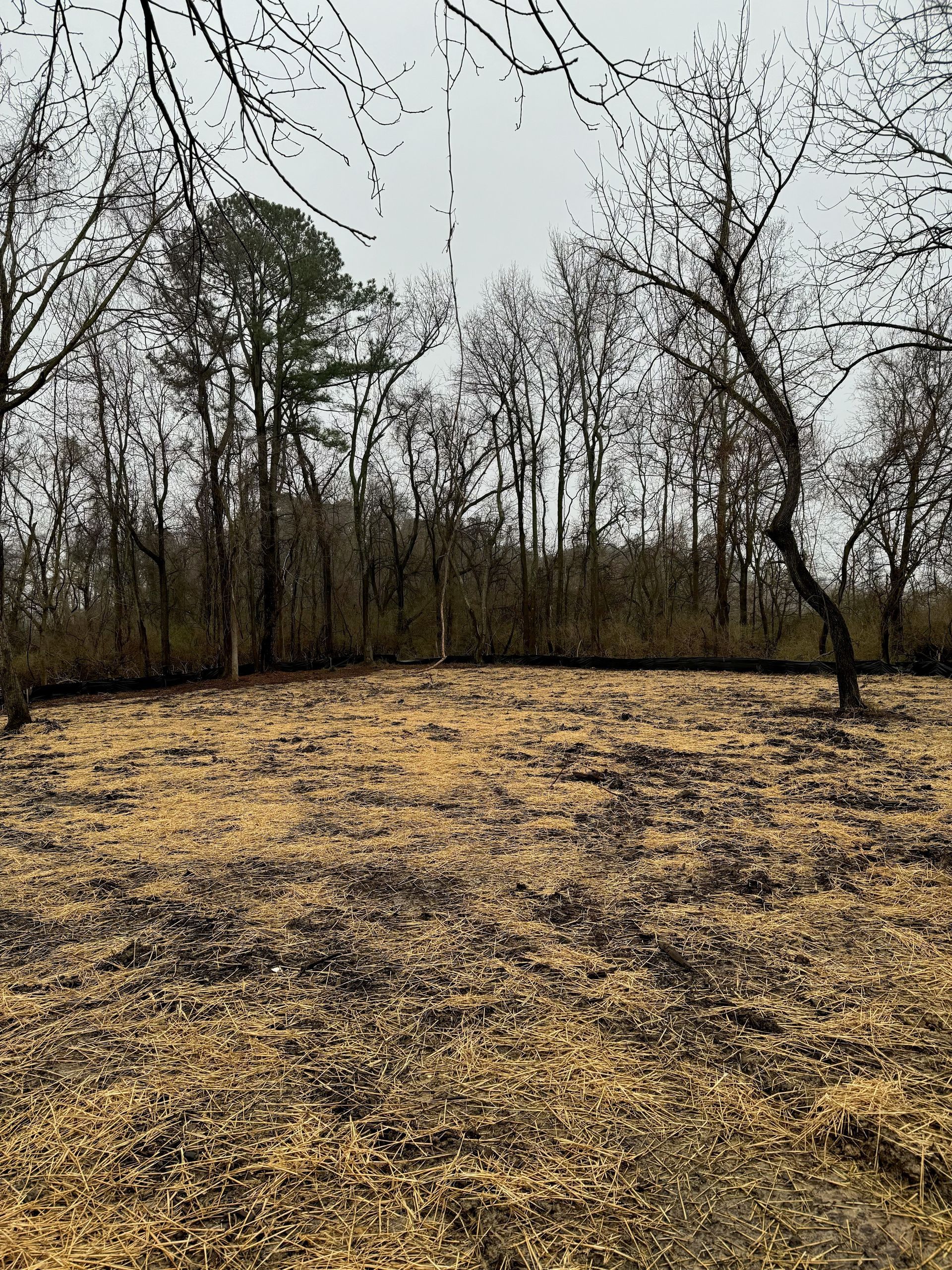 A field with trees in the background and a lot of leaves on the ground