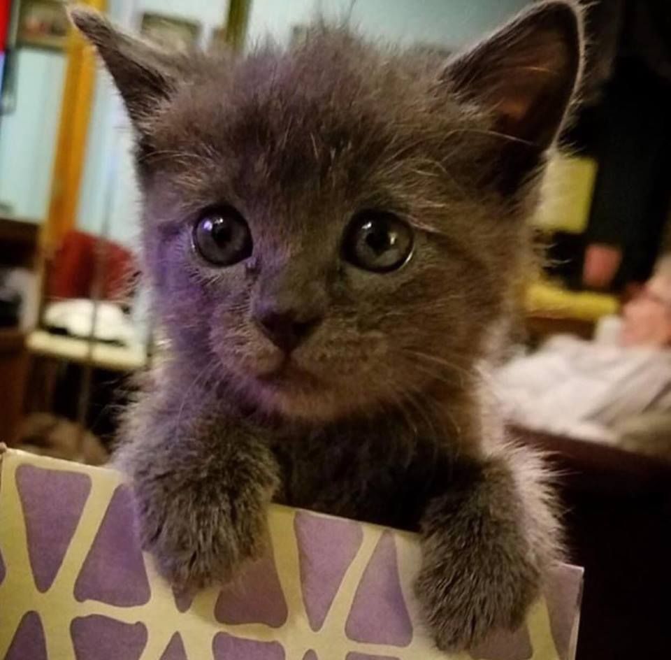 A kitten is sitting on top of a purple and yellow bag