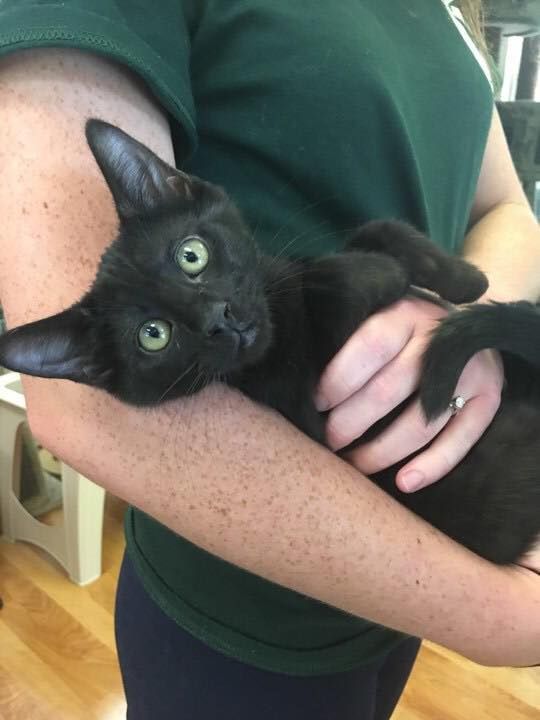 A person is holding a black cat in their arms